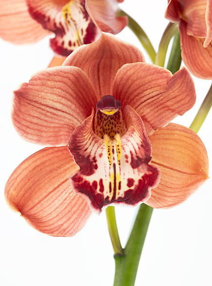 Cymbidium Treasure Cymbidiums Brown