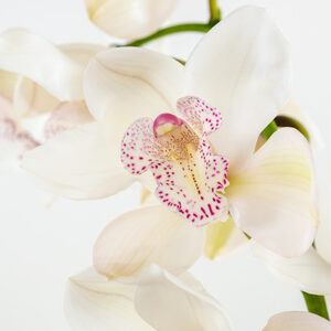 Cymbidiums White