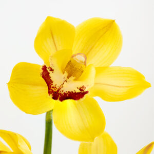 Cymbidiums Yellow