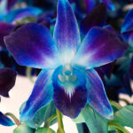 Bom Blue