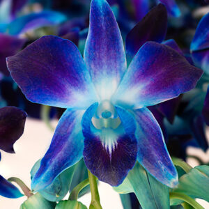 Bom Blue