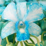 Fuji Blue