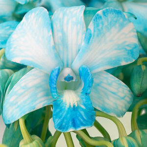 Fuji Blue