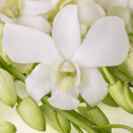 Fuji White
