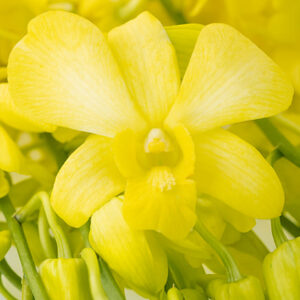 Fuji Yellow