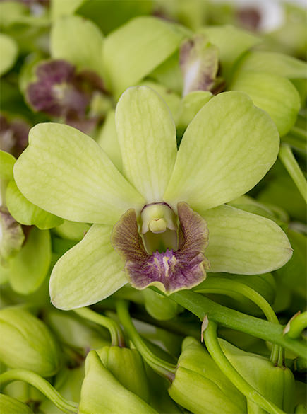 Dend Jade Siam Jade Siam