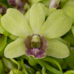 Jade Siam