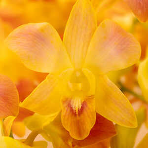 Misteen Yellow
