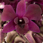 Royal Fuchsia