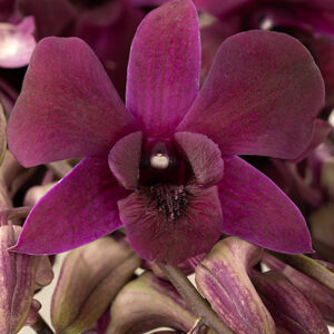 Royal Fuchsia