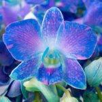 Sakura Blue