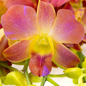 Sakura Yellow
