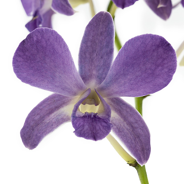 Diana Diana