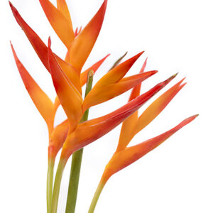 Fire Opal Psittacorum