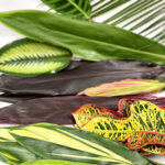 Foliage Assorted 100