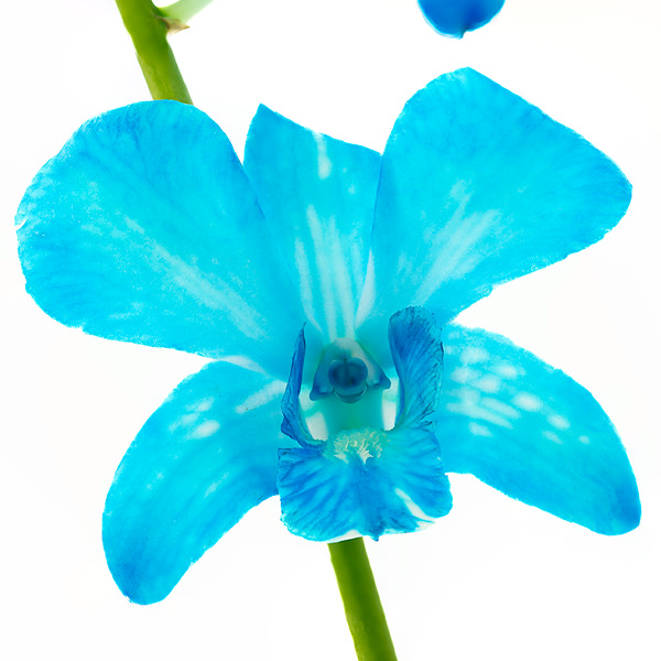 Fuji Blue Fuji Blue