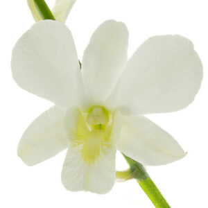 Fuji White