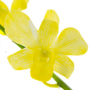 Fuji Yellow