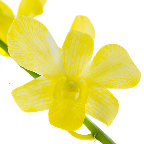 Fuji Yellow Fuji Yellow