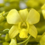 Fuji Yellow