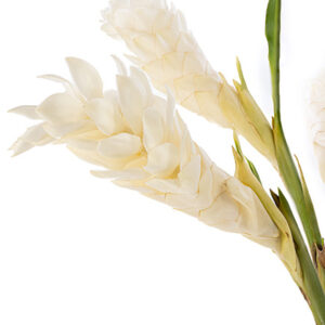 White Ginger