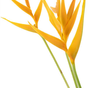 Golden Opal Psittacorum