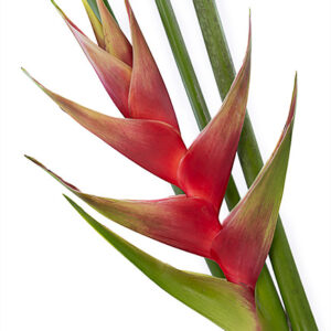 Heliconia Green Thumb