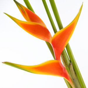 Heliconia Orange Bihai