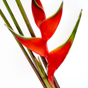 Heliconia Red Iris