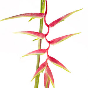 Heliconia Sexy Pink