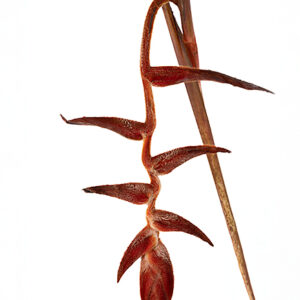 Heliconia She Kong