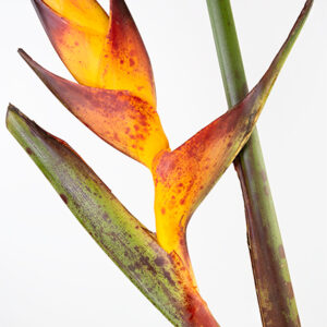 Heliconia Splash