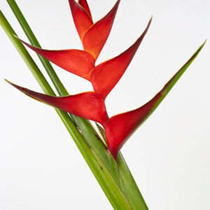 Heliconia Real Tagami