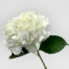 Hydrangeas Premium White