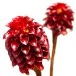 Indonesian Wax Ginger