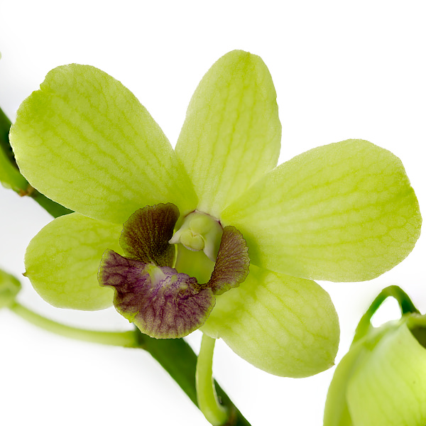 Jade Siam Jade Siam