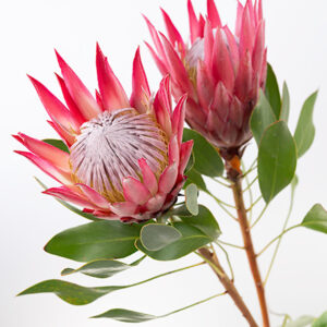 King Protea Red Madiba