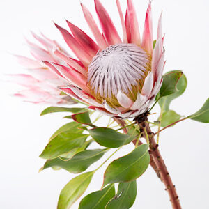 King Protea