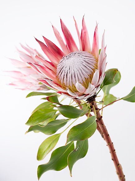King Protea Pink King Protea