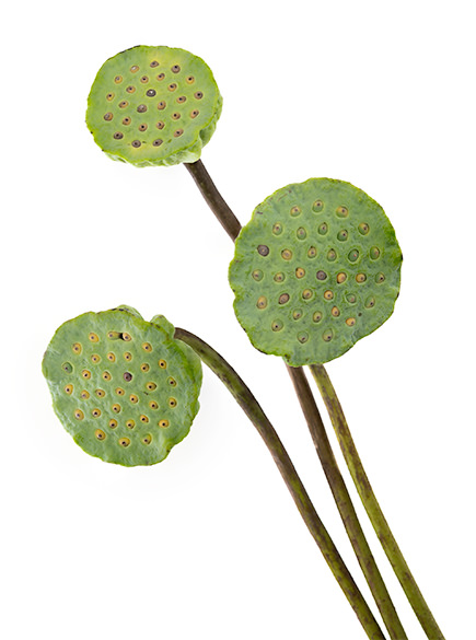 Lotus Pods Lotus Pods