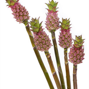Ananas Mini Pineapples