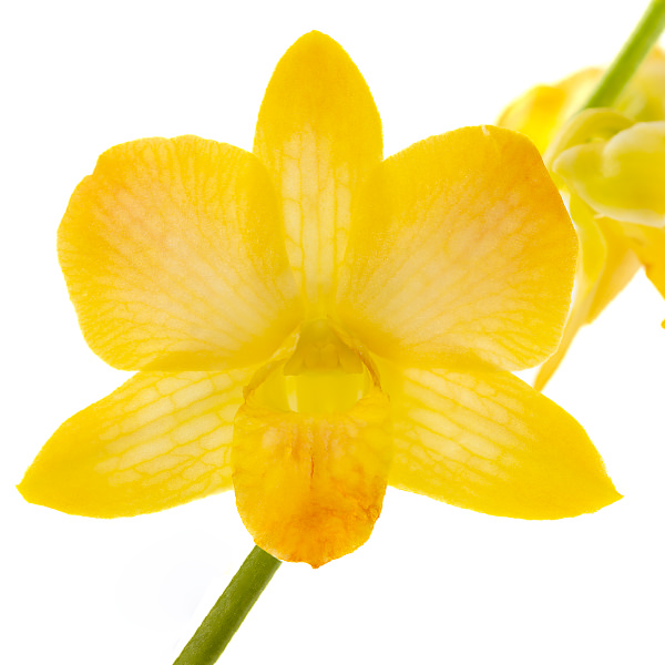 Misteen Yellow Misteen Yellow