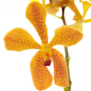 Harvest Gold
