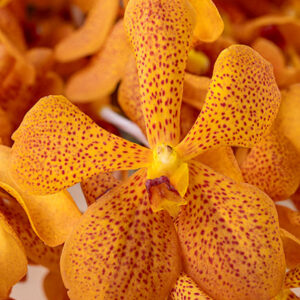 Harvest Gold