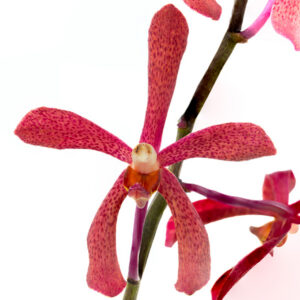 Mokara Red