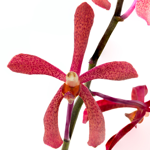 Mokara Red Mokara Red