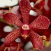 Mokara Red