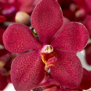 Red Beauty