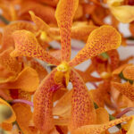 Twilight Orange