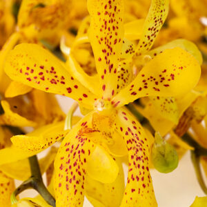 Twilight Yellow